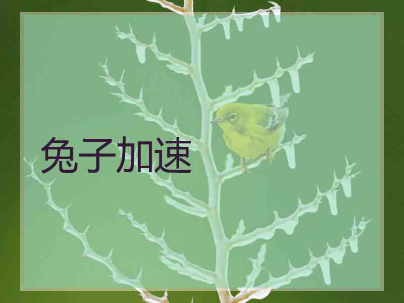 兔子加速